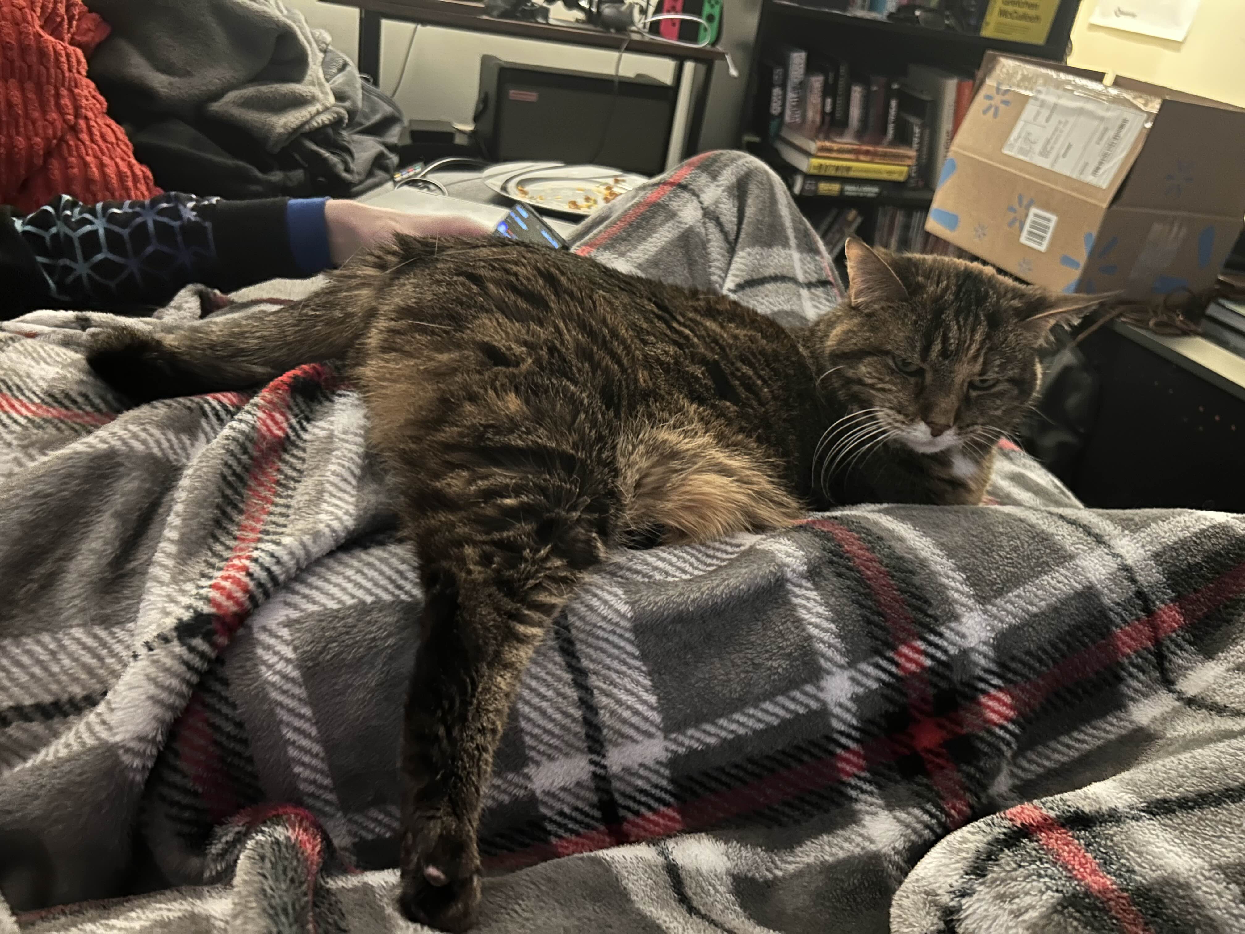 Image of a tabby cat laying on someone's lap. She is sticking her leg out FAR, in such a way it looks like a long chicken leg. She is relaxed and looks cunty.